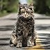 A Liam Leroux Quickie: Pet Semetary 2019