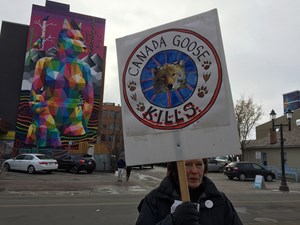 Latest Update: Voice for Animals – Canada Goose Protest
