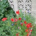 Praise for the sweetness of the wet garden