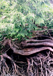 Anthology ~ April 2017 ~ Mama Earth Edition