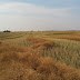 Sunday reflection: Love's holy harvest