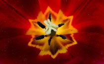 Discover a tapestry of Turkish Delights at the Muttart Conservatory