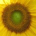 Sunday reflection: How to be new