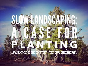 Slow Landscaping: A Case For Planting Ancient Trees