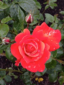 Empress of the Garden: 7 Sweet Rose Treats
