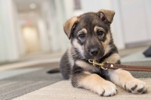 “This is Olive. She’s a Lab German shepard cross. I’ve had her...