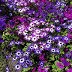 Spring beauty