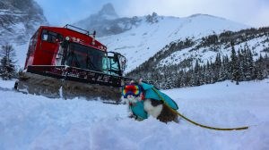 LISTEN: Meet Gary the “Meowtaineer” – Alberta’s Hiking, Kayaking, & Skiing Rescue Cat!