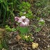 Ralph's lavatera