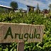 Why Do We Have Community Gardens on Campus?