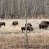 Lucky day at Elk Island National Park