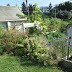 Ralphs' squash... and tomatoes, and a bunch of other produce