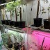 The last word on the basement tomato experiment
