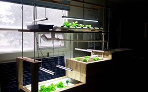 Creating A Classroom Aquaponics System