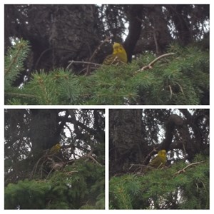 There’s A Lone Budgie That Flies Around The Streets of Edmonton And We’re Totally Here For It