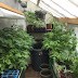 A full greenhouse
