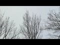 Bohemian waxwings