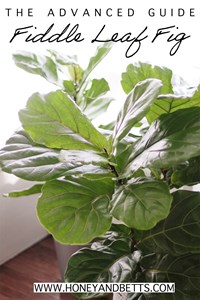 The Advance Guide For Caring For Indoor Fiddle Leaf Fig Bush