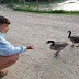 A little goose parade
