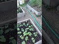 2021 Seven-minute garden tour