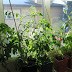 Closing down the greenhouse