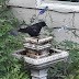 Sharing with the birds