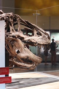 Road Trip From Edmonton To Drumheller | Explore The Dinosaur Capital Of The World