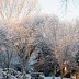 Icing-sugared trees