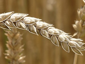 Urban Food as a Response to Climate Change