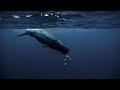 An incredible short film