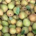 Sunday Reflection on a Monday: First fruits