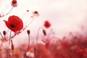 Remembrance Service at the Alberta Legislature