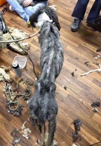 'It's time'; Advocates call for changes in wake of Milk River Dogs arrest