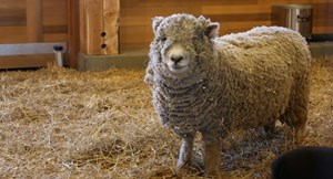 Ham it up: Edmonton zoo opening new urban farm