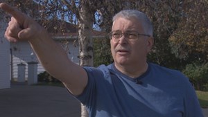 Why are Edmonton's birch trees dying?