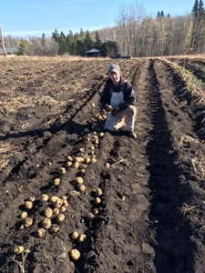 Alberta farmer donates 10,000 kgs. of root vegetables to food banks